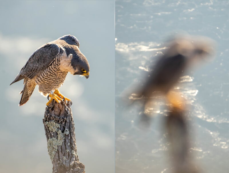 A peregrine falcon perched on a tree stump with blurred water in the background on the left. On the right, the same falcon is captured mid-flight, appearing as a motion blur against the water.