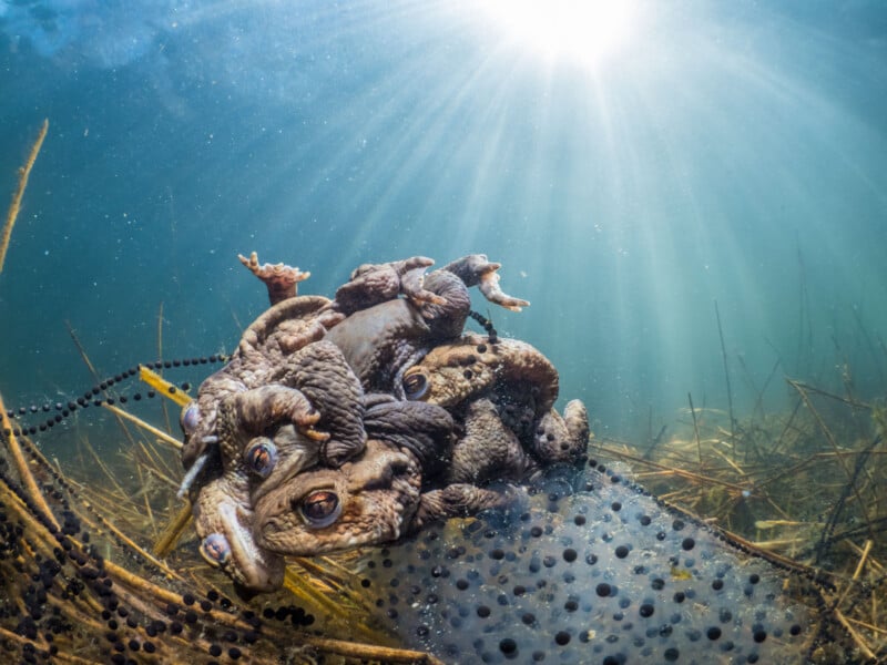 A group of toads gathered on a cluster of eggs underwater, illuminated by sun rays piercing the water's surface. The scene is surrounded by aquatic plants, creating a serene underwater environment.