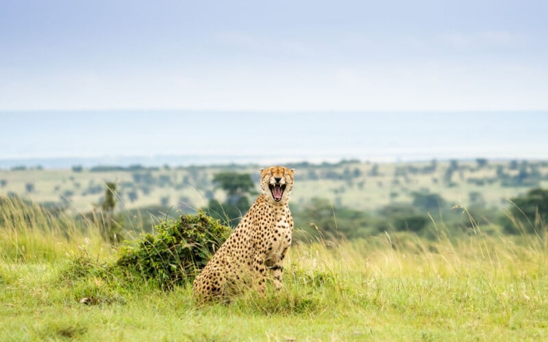 A cheetah sits on a grassy plain, surrounded by sparse bushes, with its mouth open wide. The background shows an expansive, blurry view of the savanna, with a soft blue sky overhead.