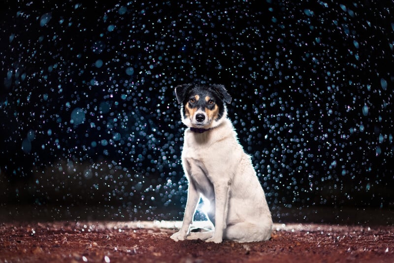 A dog sits calmly on a dirt ground under a dark sky. Raindrops are illuminated in the background, creating a starry effect around the dog. The scene is backlit, highlighting the dog's outline against the sparkling rain.