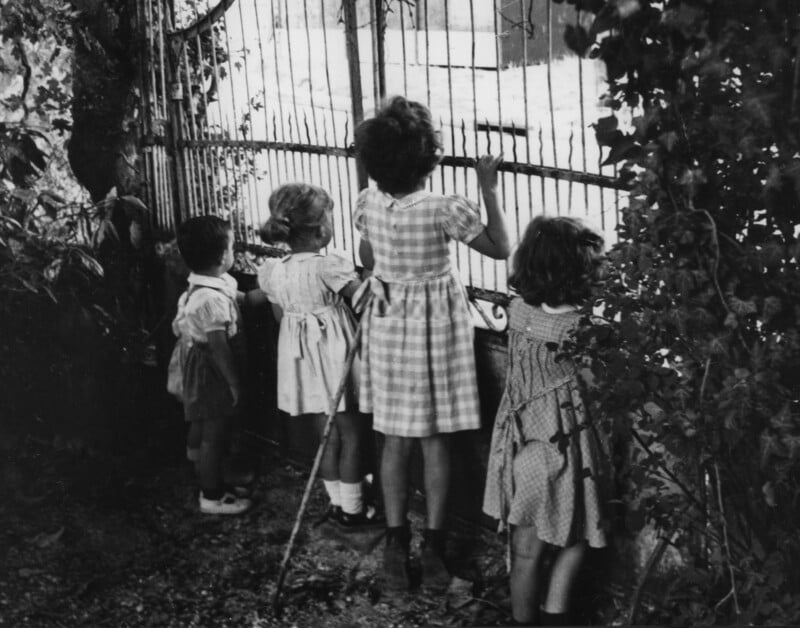 Four children stand by a wrought iron gate, peering through the bars. They are dressed in vintage clothing and surrounded by foliage. The scene conveys a sense of curiosity and wonder.