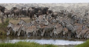 A large herd of zebras and wildebeests gathers at a waterhole, some drinking from the water. The landscape is grassy, with the dense group of animals creating a sense of movement and activity. A dusty haze lingers in the background.