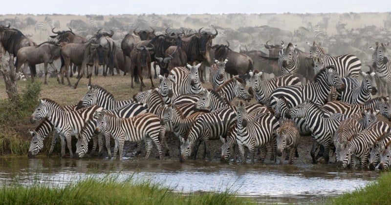 A large herd of zebras and wildebeests gathers at a waterhole, some drinking from the water. The landscape is grassy, with the dense group of animals creating a sense of movement and activity. A dusty haze lingers in the background.