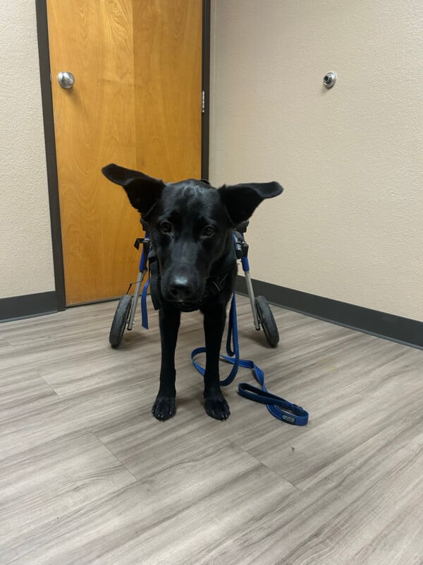 A black dog with a mobility harness and wheels stands on a wooden floor in a room with beige walls and a wooden door. The dog has a blue leash and is looking towards the camera.