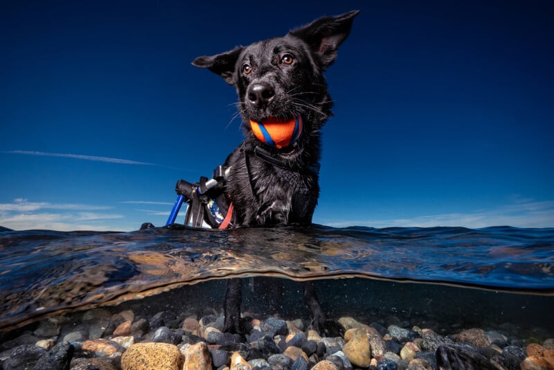 A black dog stands in clear water, holding a colorful ball in its mouth. The top half of the dog is above the water, while the bottom half is submerged. The rocky bed is visible, and the sky is a deep blue, creating a vibrant scene.