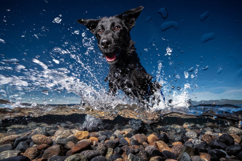 A black dog joyfully splashes through shallow water, captured from a low angle. Clear water droplets and colorful pebbles are visible against a bright blue sky, creating a dynamic and playful scene.