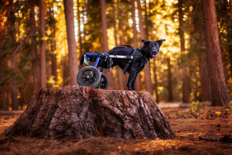 A black dog in a wheelchair stands on a large tree stump in a sunlit forest. The trees are tall, and the ground is covered with dry pine needles, creating a warm, golden atmosphere.