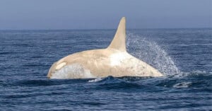 A rare white orca breaches the ocean surface, showcasing its unique pale coloration. Water splashes around it against a clear blue sky, emphasizing its dorsal fin and sleek body in the expansive sea.