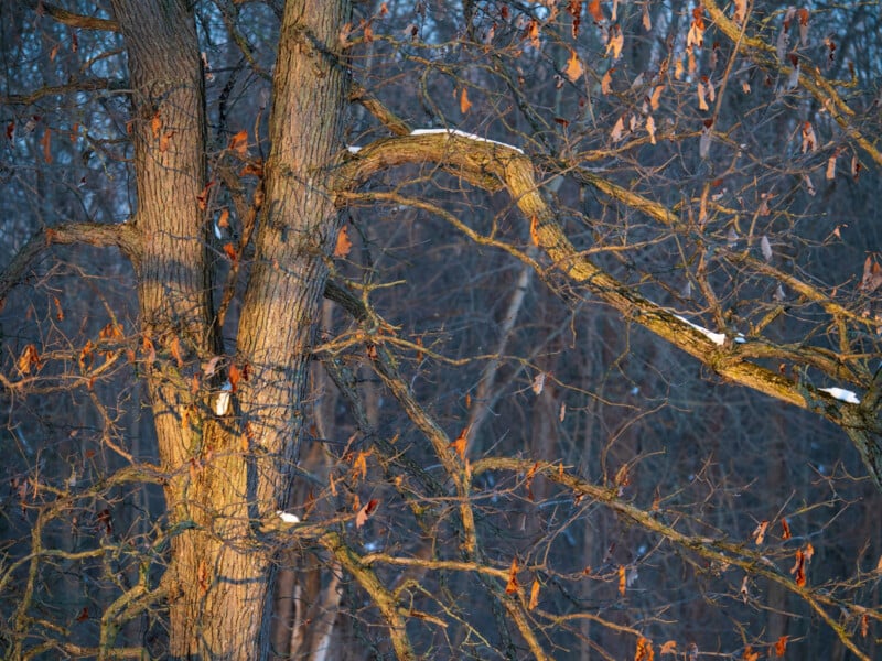 A bare tree with two main trunks and snow-dusted branches, partially covered with a few dry, brown leaves. The background is a dense forest of leafless trees, creating a wintry woodland scene.