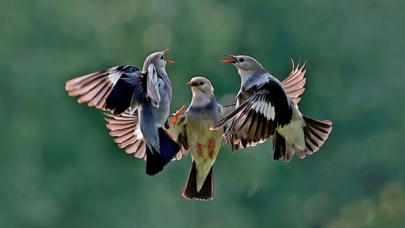 Three birds with grey and black feathers and open beaks are in mid-flight against a soft-focus green background. The birds appear to be interacting with each other.