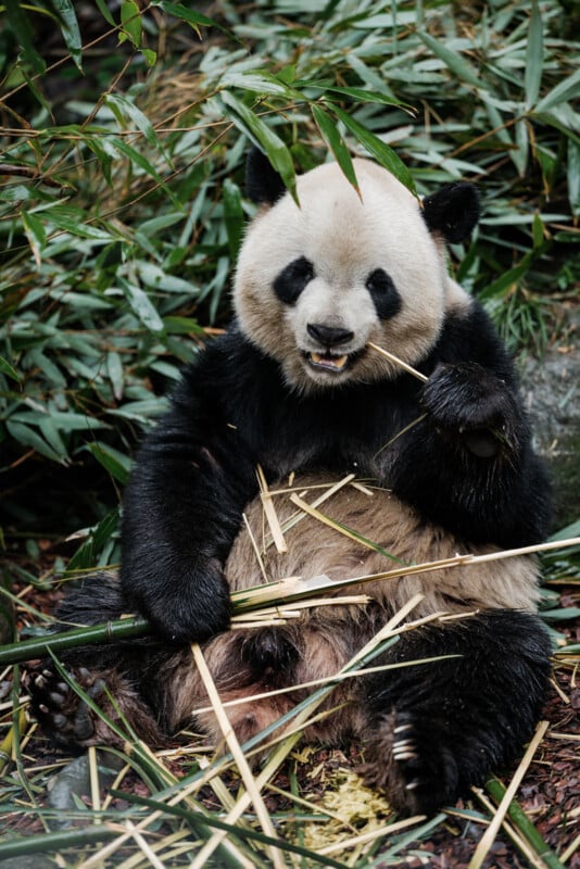 A panda sitting among bamboo leaves, holding and chewing on bamboo sticks. Its black and white fur contrasts with the green foliage around it. The panda appears relaxed and content.