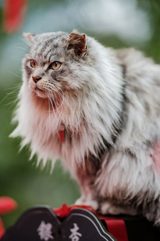 Fluffy gray and white cat with a long mane sits on a decorated surface. The cat wears a red collar and looks to the side. The background is a blurred mix of green and red hues.