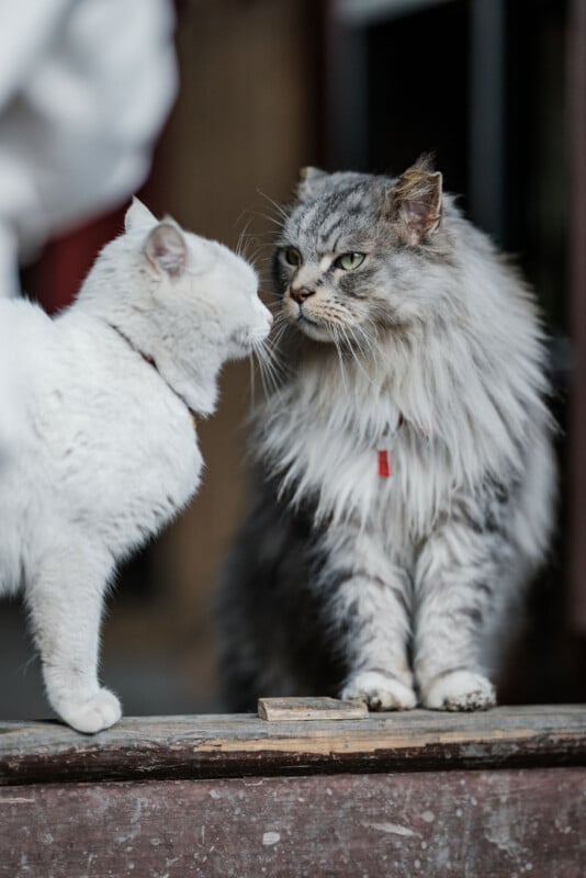 A fluffy gray cat and a short-haired white cat face each other closely on a wooden ledge. The gray cat appears curious, while the white cat leans in, possibly for a nuzzle. Both wear red collars. The background is slightly blurred.