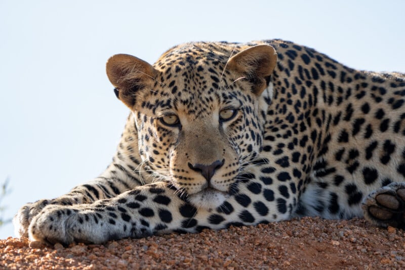 A leopard rests on a rocky surface under clear skies. Its spotted fur is prominent as it gazes directly at the camera with its paws stretched out in front. The sunlight highlights the animal's features against a plain background.