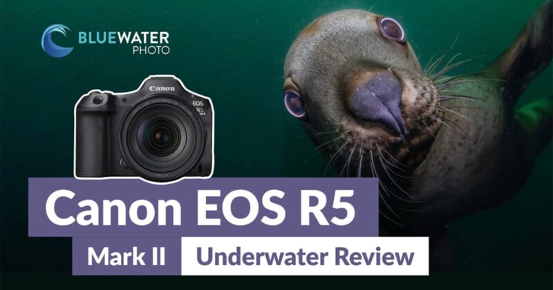 A curious seal peers into the camera underwater next to a Canon EOS R5 Mark II camera image. Text reads "Canon EOS R5 Mark II Underwater Review" with the Bluewater Photo logo.