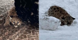 The image shows two views of a young cougar cub resting in snowy environments. On the left, the cub is under a vehicle, surrounded by slushy snow. On the right, it's lying next to a snowbank, blending into the wintry scene.