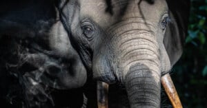 Close-up of an elephant's face, highlighting its textured skin and tusks. The light and shadow create a dramatic effect, while its eyes gaze forward. Lush greenery is faintly visible in the background, adding depth to the scene.