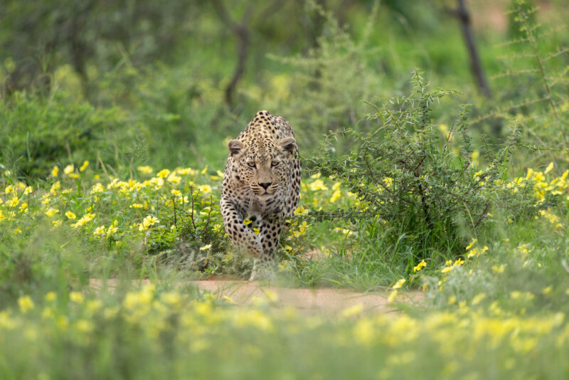 A leopard moves stealthily through a field of yellow flowers and green foliage, with its eyes focused forward. The background is a blur of more greenery and yellow blooms, creating a natural, lush setting.