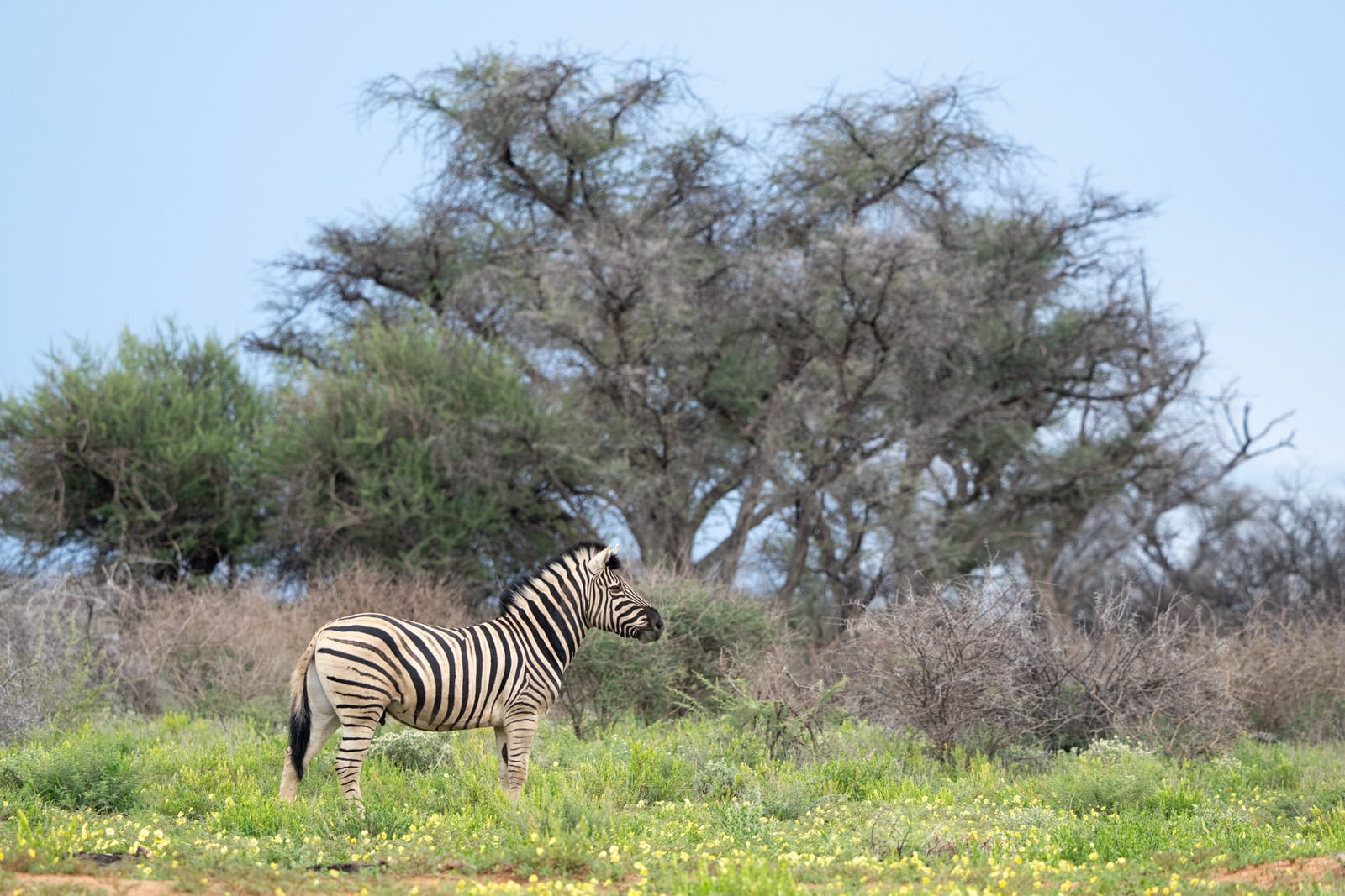 Field Testing the New Sony 400-800mm f/6.3-8 G in Namibia | PetaPixel