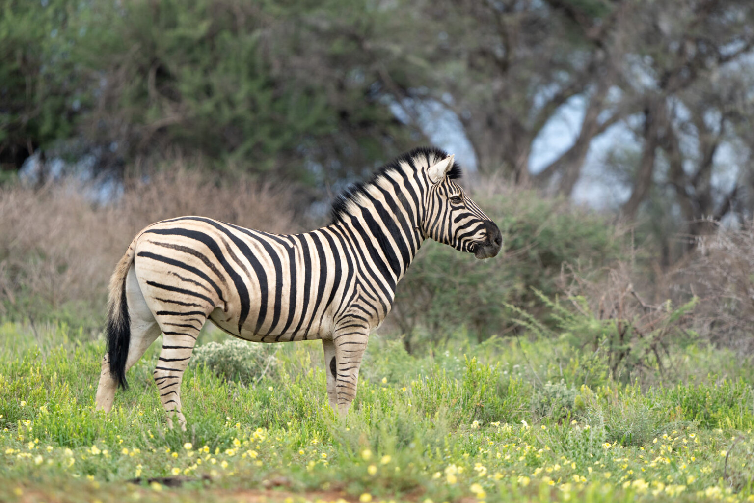 Field Testing the New Sony 400-800mm f/6.3-8 G in Namibia | PetaPixel
