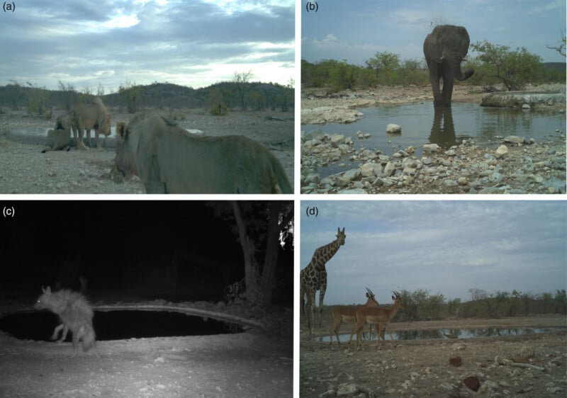 Four wildlife scenes: (a) Rhinos near a waterhole under a cloudy sky; (b) Elephant stands by a pond, spraying water with its trunk; (c) Hyena captured at night near water; (d) Giraffe and antelopes by a pond under a cloudy sky.