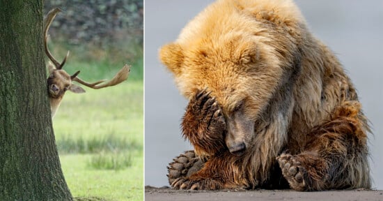 On the left, a deer peeks from behind a tree with its antlers visible. On the right, a brown bear sits with its paw over its face, appearing to cringe, set against a gray background.