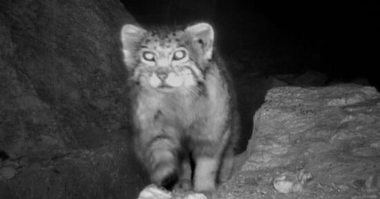 Black and white image of a Pallas's cat walking towards the camera at night. The cat has fluffy fur, round eyes, and prominent whiskers. It is surrounded by rocky terrain.