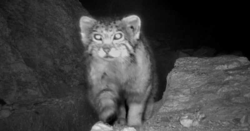 Black and white image of a Pallas's cat walking towards the camera at night. The cat has fluffy fur, round eyes, and prominent whiskers. It is surrounded by rocky terrain.