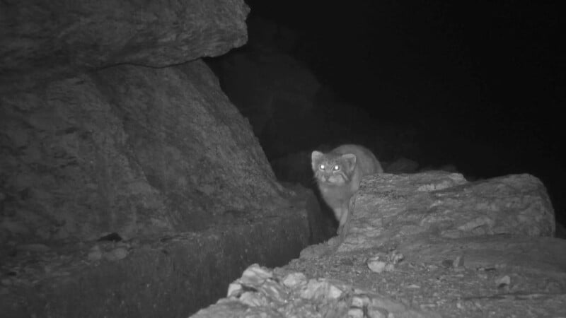 A monochrome night image shows an animal with glowing eyes walking on a rocky terrain. The surroundings are rugged and dark.