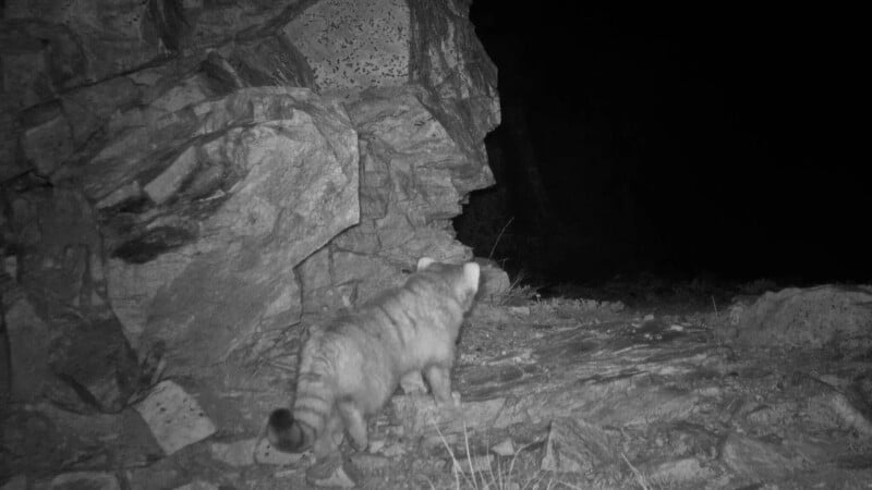 A black and white image shows a raccoon at night near a rocky wall. The raccoon is walking toward a dark area, and its striped tail is visible. The rocks form an uneven surface, and sparse vegetation is on the ground.