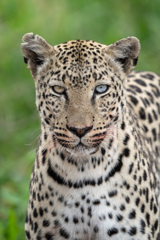 A leopard with distinctive spots stares directly at the camera. Its right eye appears cloudy, possibly indicating blindness. The background is a blur of green foliage, emphasizing the leopard's presence.