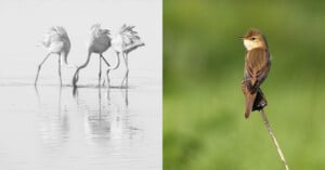 A split image shows three flamingos feeding in water on the left, and a small brown bird perched on a thin branch against a green background on the right.