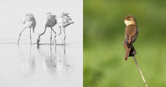 A split image shows three flamingos feeding in water on the left, and a small brown bird perched on a thin branch against a green background on the right.