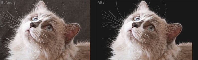 Side-by-side images of a fluffy cat looking upwards. The "Before" image shows the cat against a textured background. The "After" image features the same cat with a smoother fur effect on a solid black background.