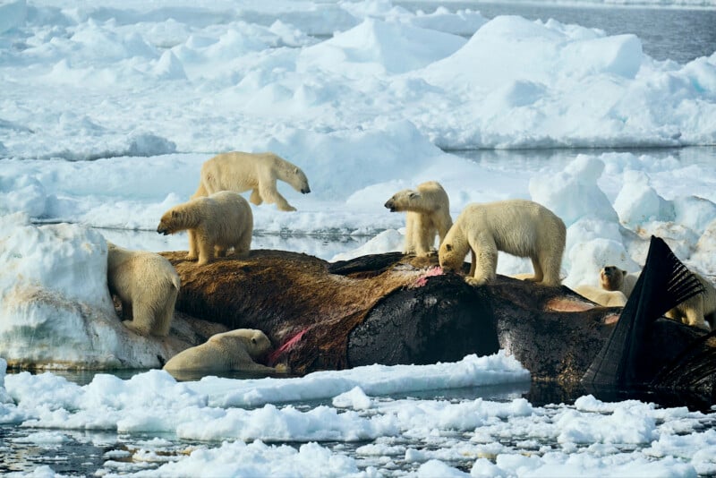 Polar bears gather on a large carcass, likely a whale, amidst icy surroundings. Some are actively feeding while others stand or lie down on the ice. The scene is set in a cold, Arctic environment with floating ice and snowy patches.