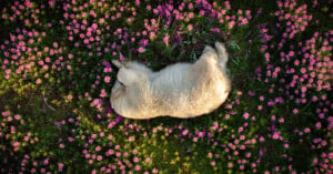 A dog lies on its side, sleeping or resting on grass surrounded by vibrant pink flowers. The scene is serene and the sunlight casts a warm glow over the dog and the flowers, creating a peaceful atmosphere.