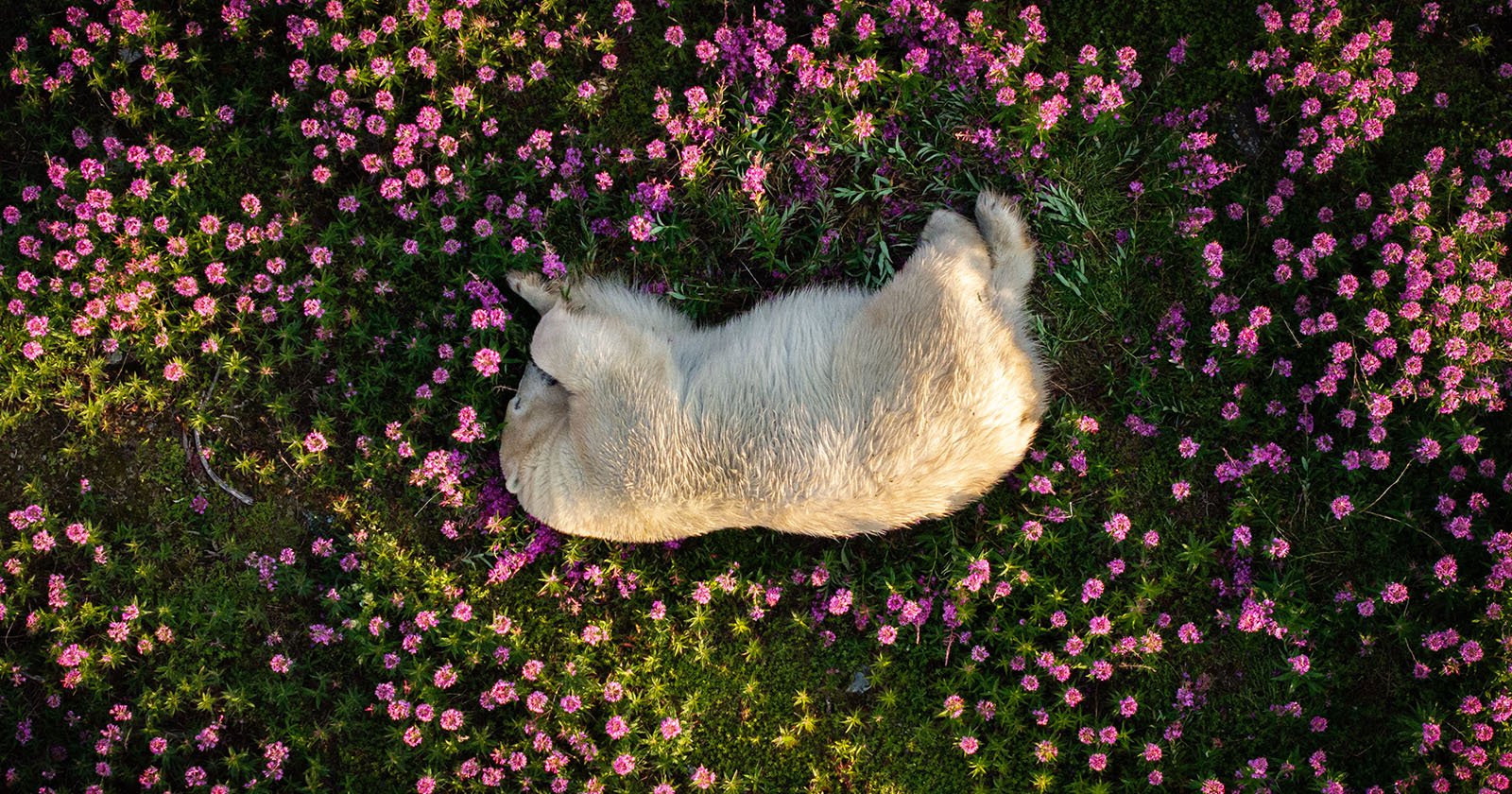 Portrait of Polar Bear Surrounded by Vibrant Flowers Wins The Nature Photography Contest 2024