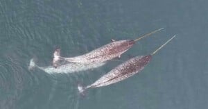 Two narwhals swimming side by side in clear blue water, each with long tusks extending forward. Their bodies are speckled with white and gray patterns.