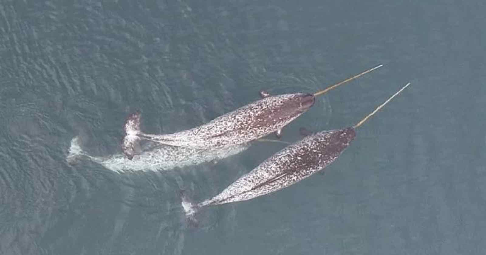 Extraordinary Drone Footage Reveals What Narwals Use Tusks for