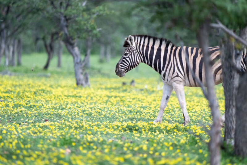 A zebra with distinct black and white stripes walks through a field of yellow flowers and green grass, surrounded by trees, in a serene, natural setting.