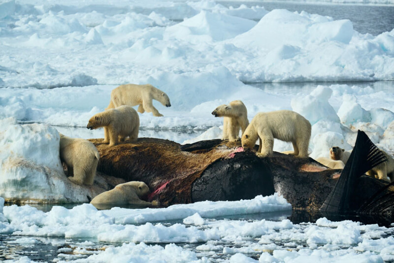 Natural World and Wildlife Winner — © Estebane Rezkallah (France)