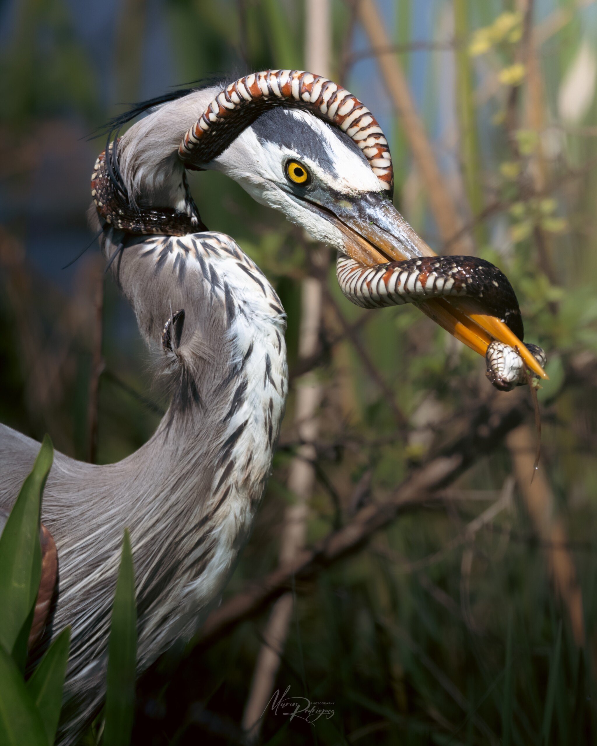 A heron with striking yellow eyes holds a wriggling fish in its beak, its long neck curved in an S-shape among green foliage and blurred background.