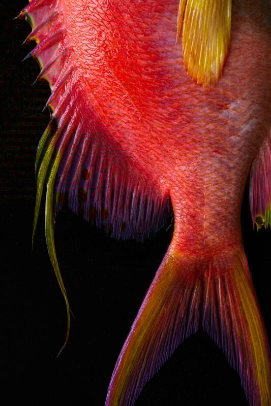 Close-up of the lower half of a brightly colored fish, displaying vivid red, yellow, and purple hues on its tail and fins against a black background.