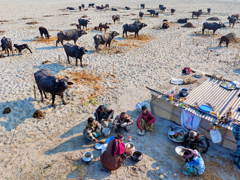 A group of people prepare and eat food next to a small shelter on a sandy field, surrounded by buffalo grazing and resting under the open sky. Various cooking utensils and containers are scattered nearby.