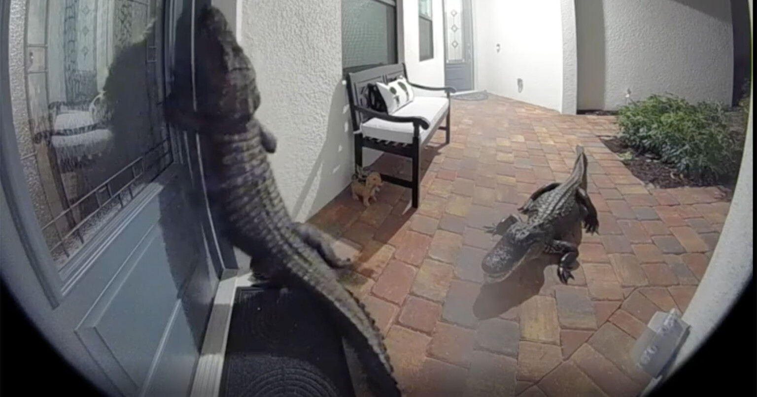 Doorbell Camera Catches Florida Gator Standing on Two Legs and Knocking(02)