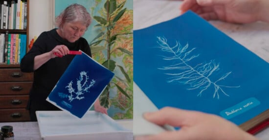A person develops a cyanotype print of a plant, holding the blue paper above a water tray. Another close-up shows a finished cyanotype with white plant details and a small label reading "Divided vein.