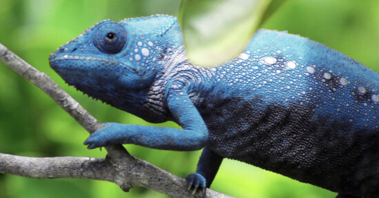 A blue chameleon with white spots rests on a branch, surrounded by green foliage. One of its legs is partially obscured by a leaf in the foreground.