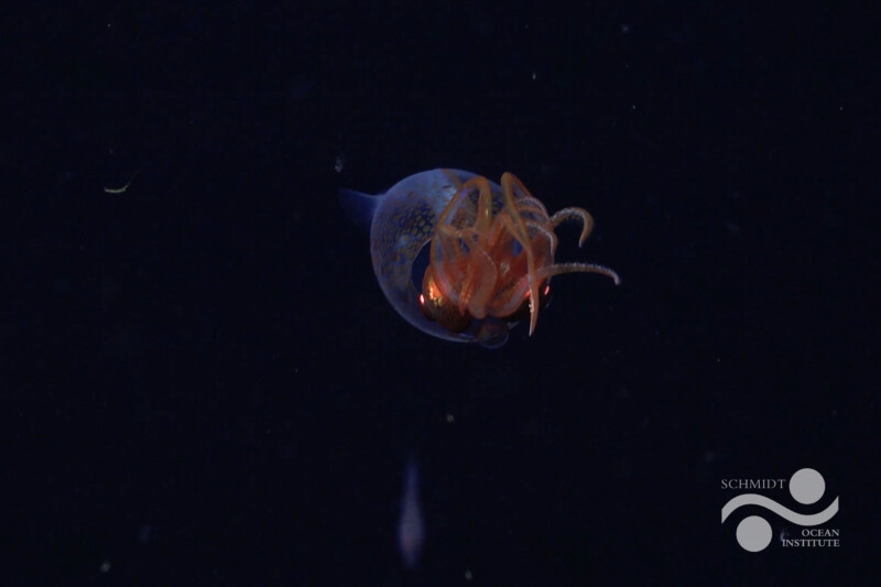 A transparent deep-sea squid with orange tentacles floats in dark water. The Schmidt Ocean Institute logo is visible in the bottom right corner.
