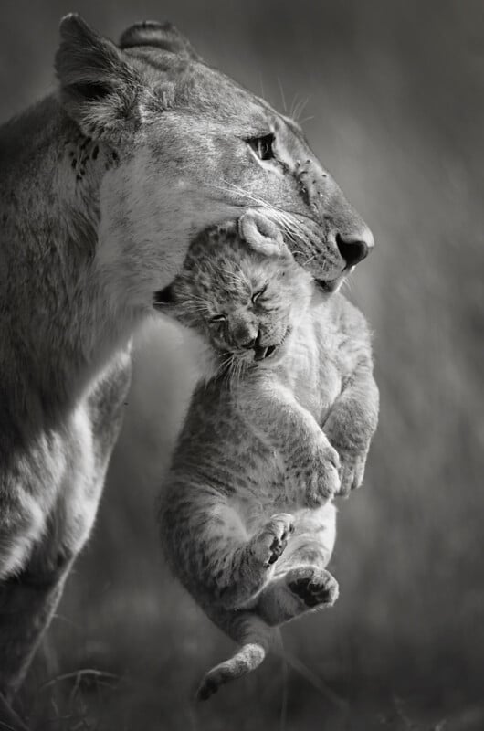 A lioness gently carries her cub by the scruff of its neck, the cub’s eyes closed and body relaxed. The image is in black and white, emphasizing the tender moment between mother and child.