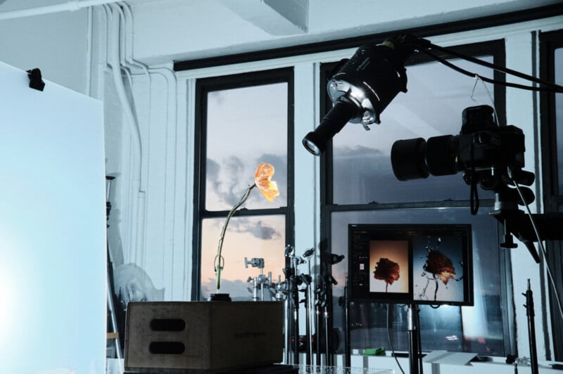 A photography studio setup with a single orange flower under a spotlight, surrounded by equipment. A computer monitor displays close-up images of the flower. Large windows in the background reveal a cloudy evening sky.